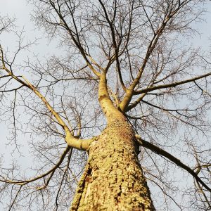 Baumpflege